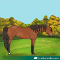 Horse Color:Bay 