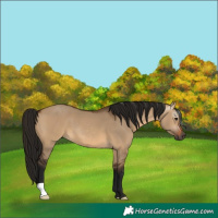Horse Color:Gray Bay Dun 