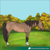 Horse Color:Bay Dun Rabicano 