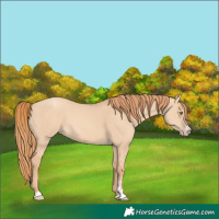 Horse Color:Gold Champagne Dun 