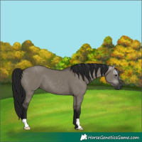 Horse Color:Gray Grullo 