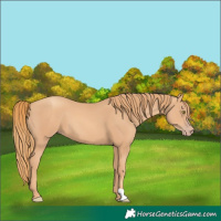 Horse Color:Gold Champagne 