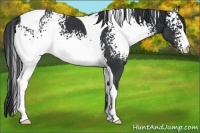 Horse Color:White Spotted Black Tobiano 