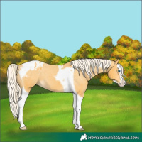Horse Color:Gold Cream Champagne Splash Tobiano Varnish 