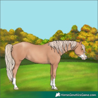 Horse Color:Gold Champagne Splash 