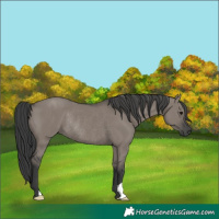 Horse Color:Grullo Rabicano 