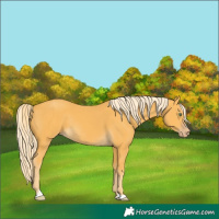 Horse Color:Gold Cream Champagne Rabicano 