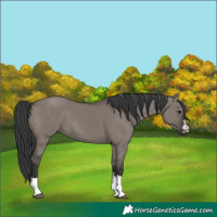 Horse Color:Grullo