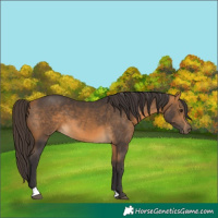 Horse Color:Buckskin 