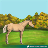 Horse Color:Gold Cream Champagne Rabicano 