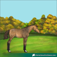 Horse Color:Buckskin Rabicano 