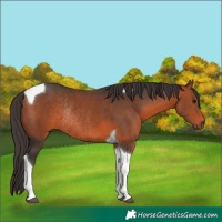 Horse Color:Bay Tobiano Rabicano 