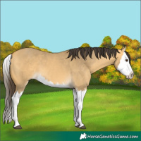 Horse Color:Buckskin Dun Splash 