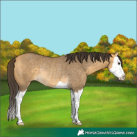 Horse Color:Buckskin Dun Splash Rabicano