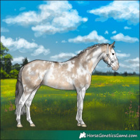 Horse Color:White Spotted Brown Dun Splash Rabicano 