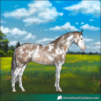 Horse Color:White Spotted Brown Dun Splash Rabicano