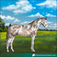 Horse Color:White Spotted Brown Dun Splash Rabicano
