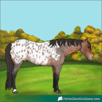 Horse Color:Bay Roan Near Leopard 