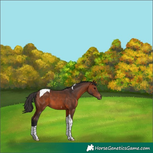 Horse Color:Brown Tobiano 