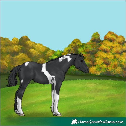 Horse Color:Black Tobiano 