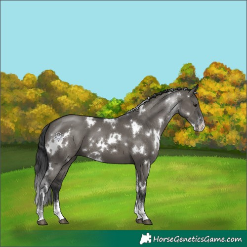 Horse Color:White Spotted Grullo Sabino 