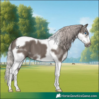 Horse Color:Silver Black Splash Tobiano Frame 