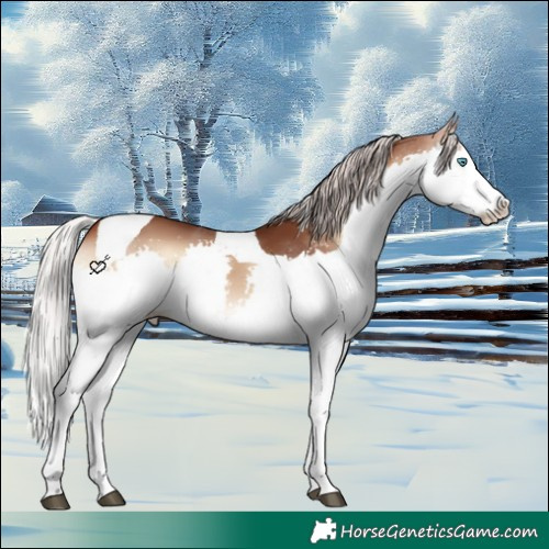 Horse Color:Silver Brown Onyx Splash Tobiano 