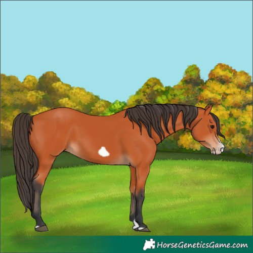 Horse Color:Bay Splash Frame 