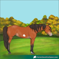 Horse Color:Bay Splash Frame 