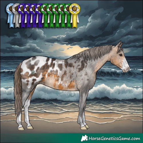 Horse Color:Buckskin Sabino Appaloosa 