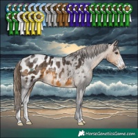Horse Color:Buckskin Sabino Appaloosa 