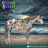 Horse Color:Buckskin Sabino Appaloosa 