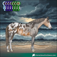 Horse Color:Buckskin Sabino Appaloosa 
