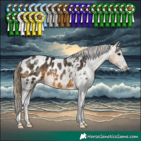 Horse Color:Buckskin Sabino Appaloosa 