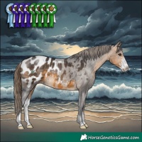 Horse Color:Buckskin Sabino Appaloosa