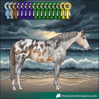 Horse Color:Buckskin Sabino Appaloosa