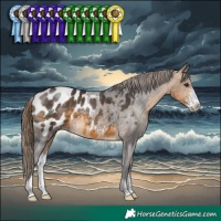 Horse Color:Buckskin Sabino Appaloosa