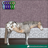 Horse Color:Buckskin Sabino Appaloosa 