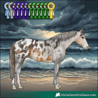 Horse Color:Buckskin Sabino Appaloosa 