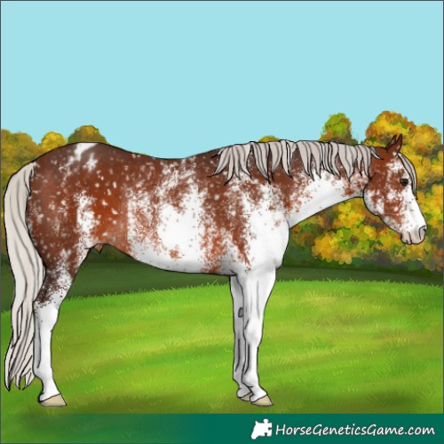 Horse Color:White Spotted Silver Brown Appaloosa Rabicano 