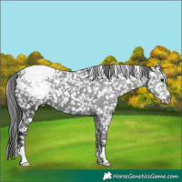 Horse Color:Black Appaloosa