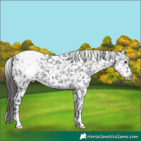 Horse Color:Black Appaloosa