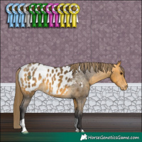 Horse Color:Buckskin Appaloosa 