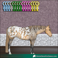 Horse Color:Buckskin Appaloosa 