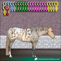 Horse Color:Buckskin Appaloosa 