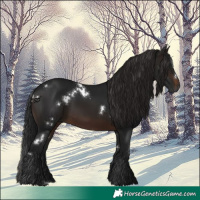 Horse Color:Gray White Spotted Brown 