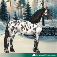 Horse Color:Buckskin Ice Appaloosa 