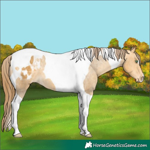 Horse Color:Amber Cream Champagne Tobiano Blanket