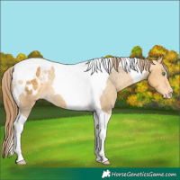 Horse Color:Amber Cream Champagne Tobiano Appaloosa 
