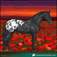 Horse Color:Black Appaloosa 